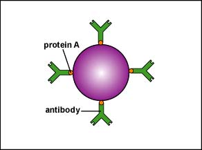 File:Protein A.jpg