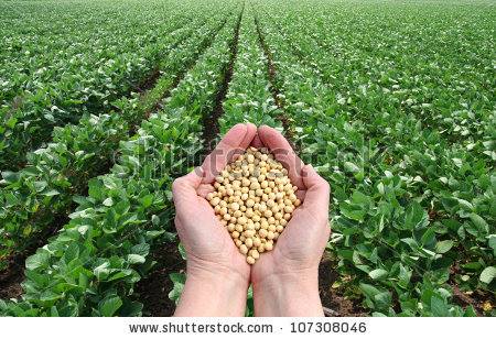 File:Hands holding soy beans.jpg