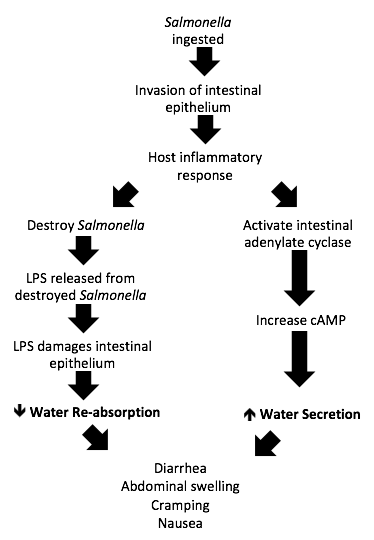 File:Figure 3 Mechanism of gastrointestinal symptoms of Salmonellosis.png