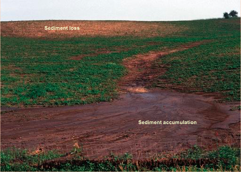 Loss of productivity and sediment accumulating due to erosion sometimes can be seen in the same field as showing in this photo