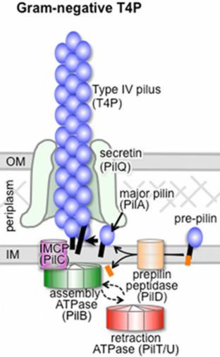 File:Diagram of the Type IV pilus structure..png