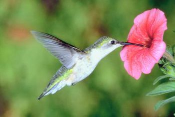 Humming Bird Pollinating Flower.jpg