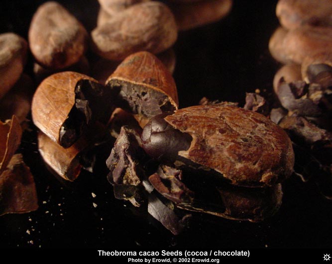 File:Theobroma Cacao Seeds.jpg