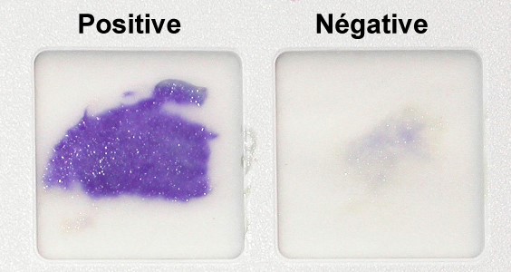 File:Figure 1. Results of the oxidase-utilization test..jpg