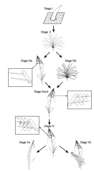 File:Model of the evolutionary development of feathers.jpg