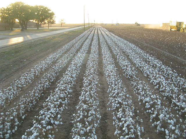 File:Cotton harvest.jpg