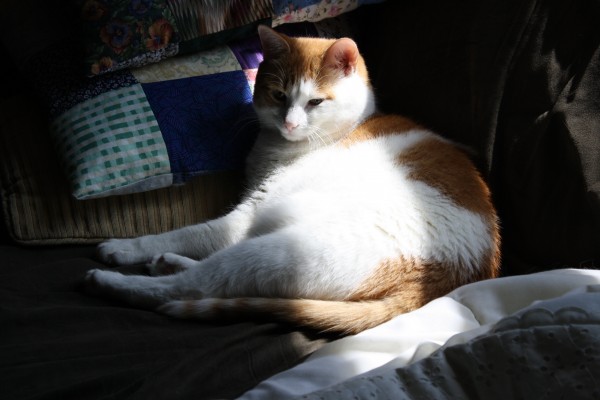 File:Orange-and-white-cat-in-sunbeam-600x400.jpg