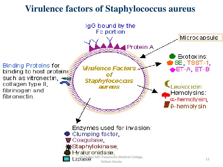 File:Staphylococcus-aureus.jpg