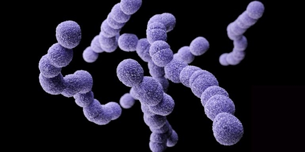File:Group B streptococcus.jpg