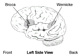 File:Broca's and Wernicke's Area.png