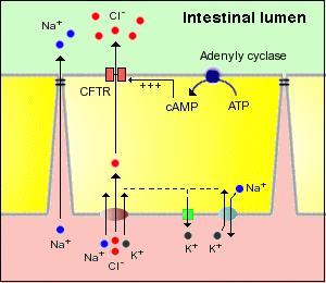 File:Figure 1(iv).CFTR secretion.gif