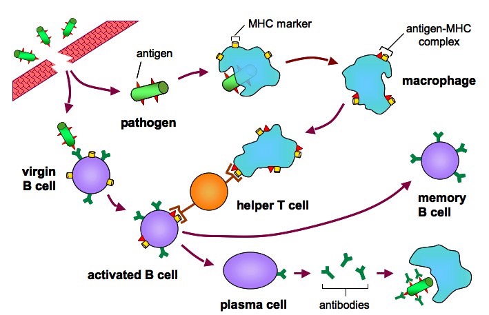 File:Figure 3. Antibody production.jpeg