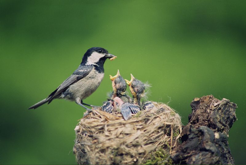 File:Bird Nest.jpg