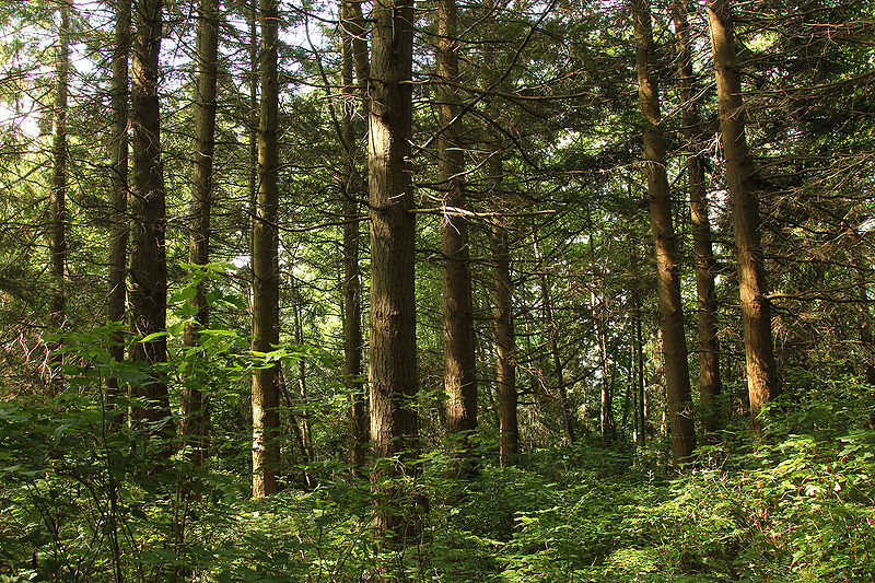 File:Douglas-fir Plantation 50 years.jpeg