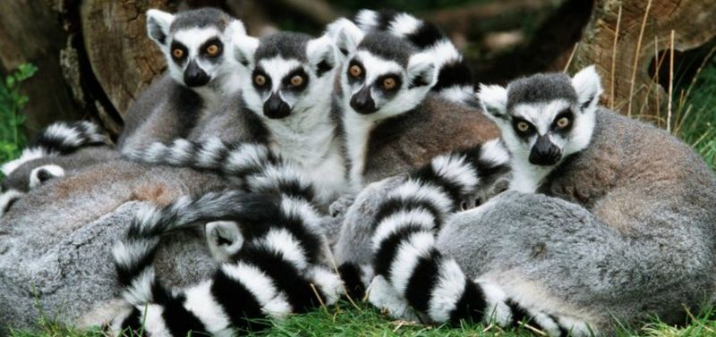 File:Lemurs-in-Madagascar-Are-Running-Out-of-Space-to-Move-It-Move-It-410646-2-1.jpg