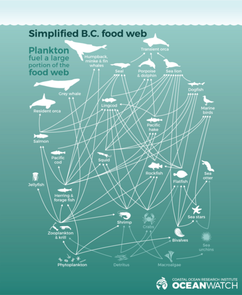 File:A Simplified Diagram of the B.C. Marine Food Web.png