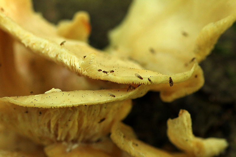 File:Oyster Mushroom Covered in Flies.jpeg