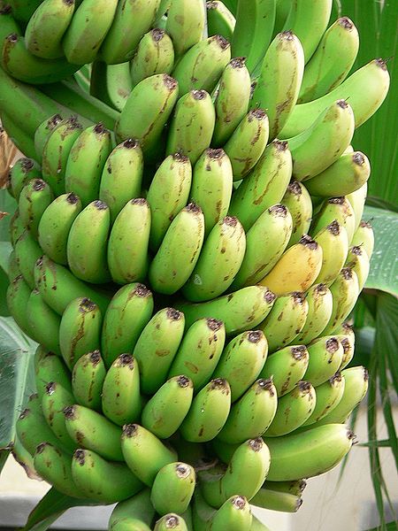 File:Green-bananas.jpg