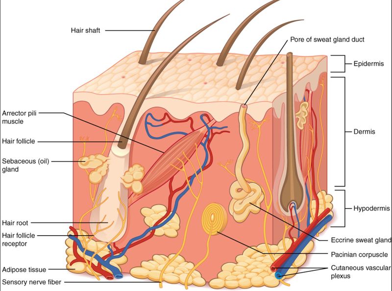 File:Basic Structure of the Skin.jpg