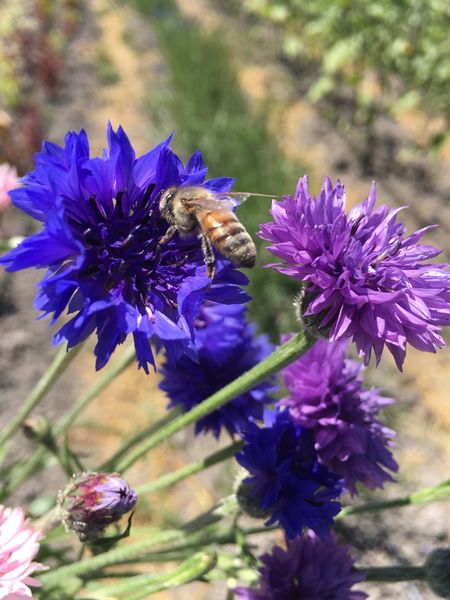 File:Wild bee pollinating a bacherlors button flower.JPG