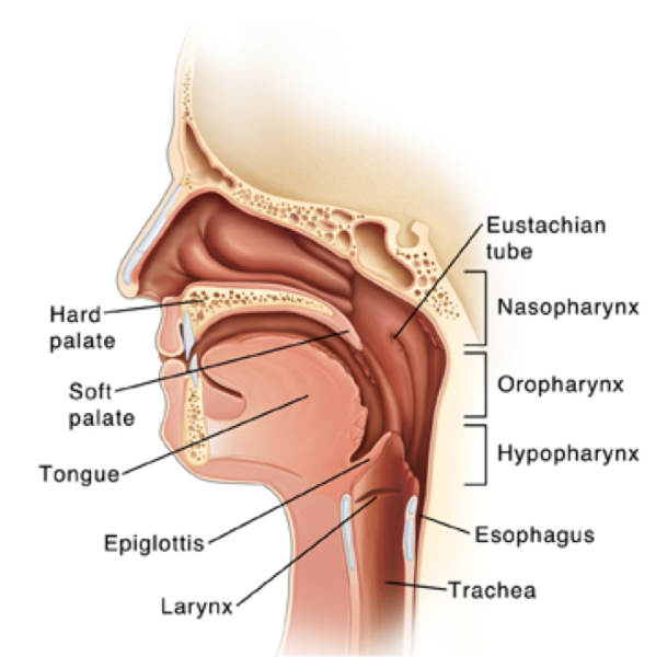 File:Vocal Tract.png