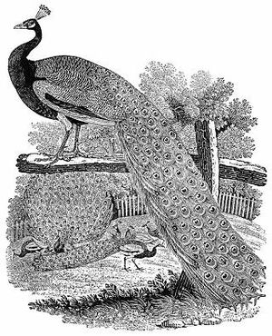 Bewick Peacock