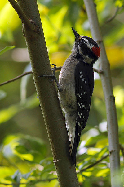 File:Downy Woodpecker.jpeg
