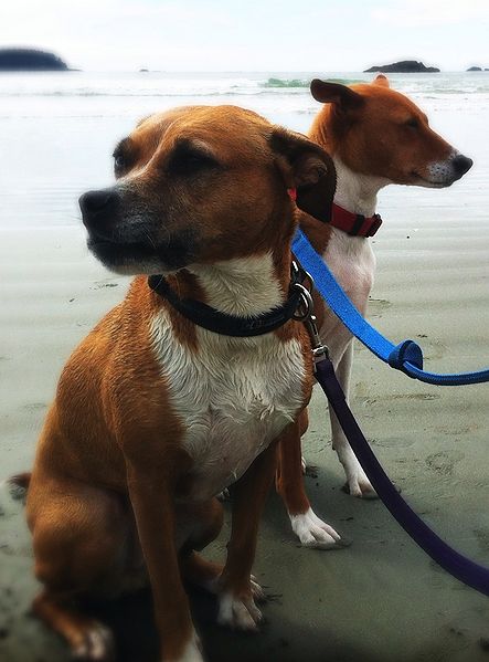 File:Dogs at the Beach.jpg