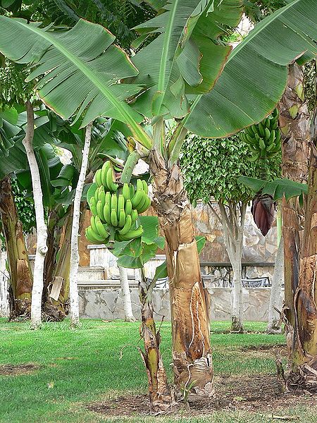 File:Banana-tree-with-green-bananas.jpg