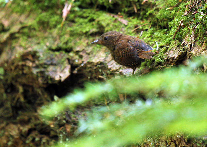 File:Pacific Wren on Root Rot.JPEG