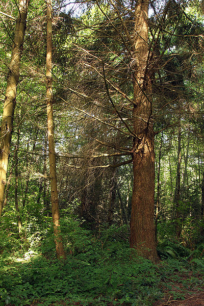 File:Douglas-fir Plantation 50 years, Sub Canopy Layer.jpeg