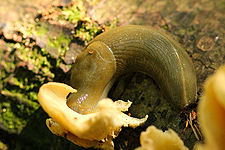 Banana Slug eating Oyster Mushroom.jpeg