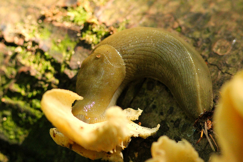 File:Banana Slug eating Oyster Mushroom.jpeg