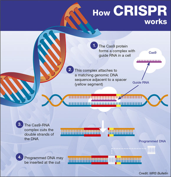 File:CRISPR-CAS9.jpeg