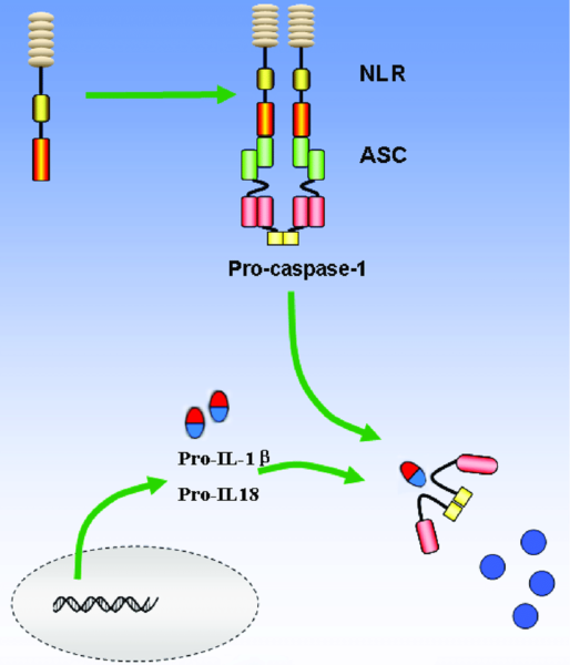 File:Figure 1. NOD-like receptor (NLR) signalling pathway..png