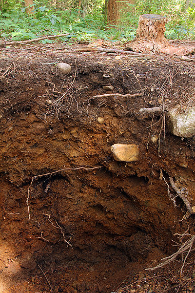 File:Soil Pit- A B and C Horizons.jpeg