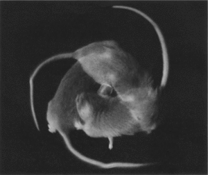 Photograph of the transgenic circling mouse mutant.