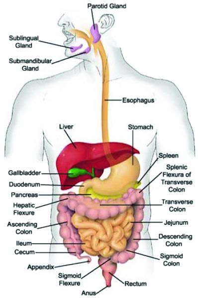 File:Figure 1 Architecture of the human digestive system.jpg