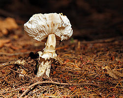 Mushroom chewed on with Dipterans