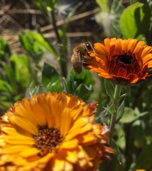 File:Native California bee.jpg