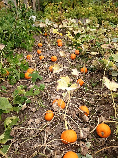 File:Fall pumpkins.jpg