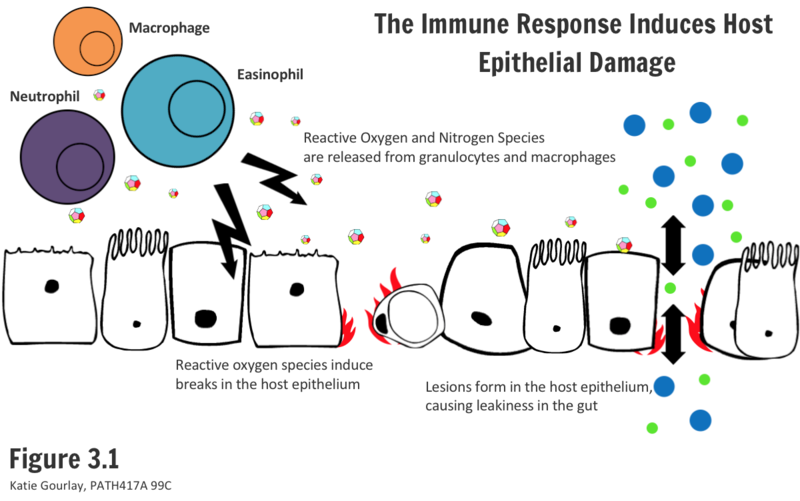 File:Host Damage During the Immune Response.png