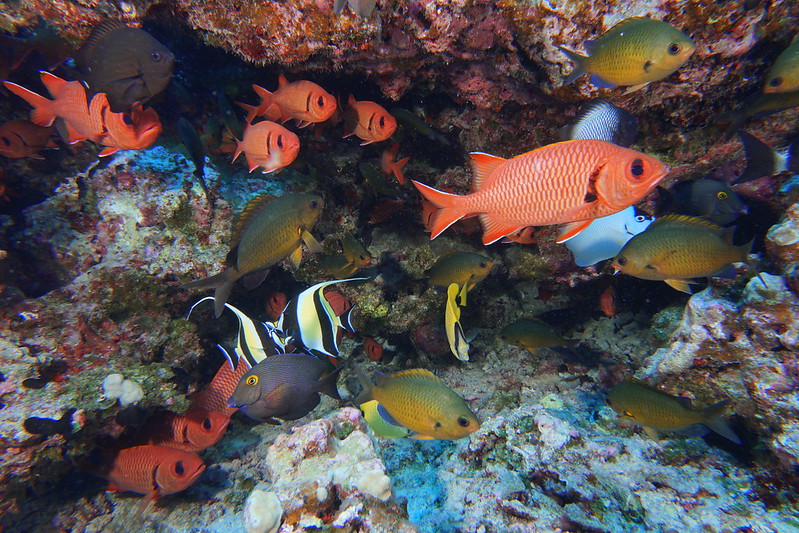 File:Coral Reef Fish.jpg
