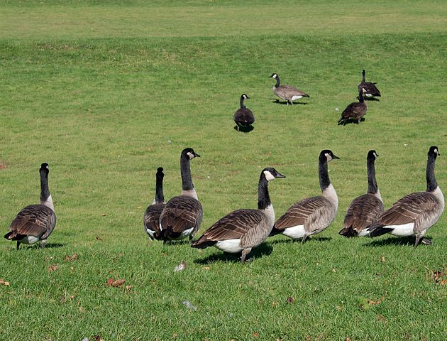 File:Wild geese on field.jpg