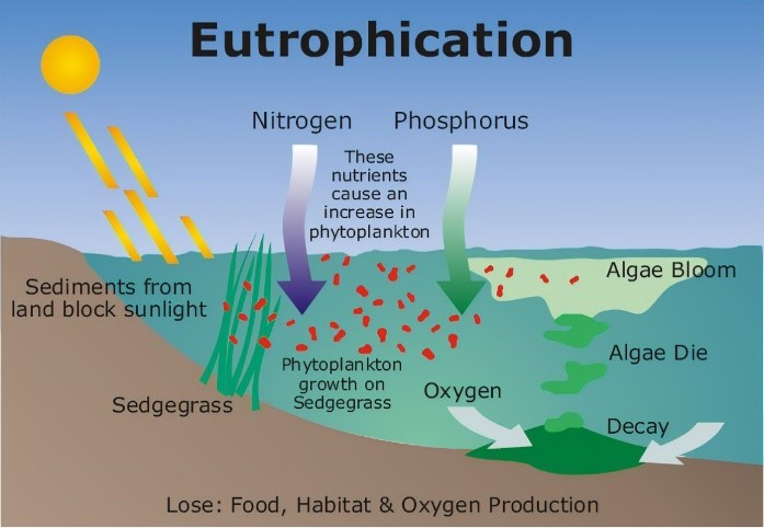 File:Figure 3, effects of eutrophication to a marine ecosystem.jpg