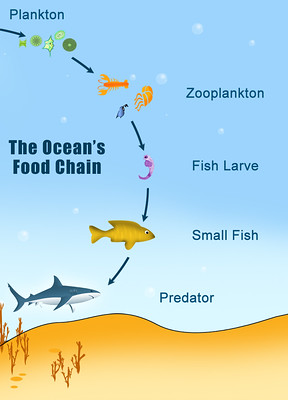 File:Ocean Food Chain.jpg
