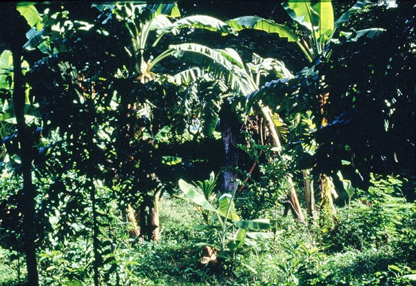 File:Example of a repopulated forest in Thailand. The woodlot looks almost indistinguishable from a natural forest, but the trees and plants were planted by Thai farmers.jpg