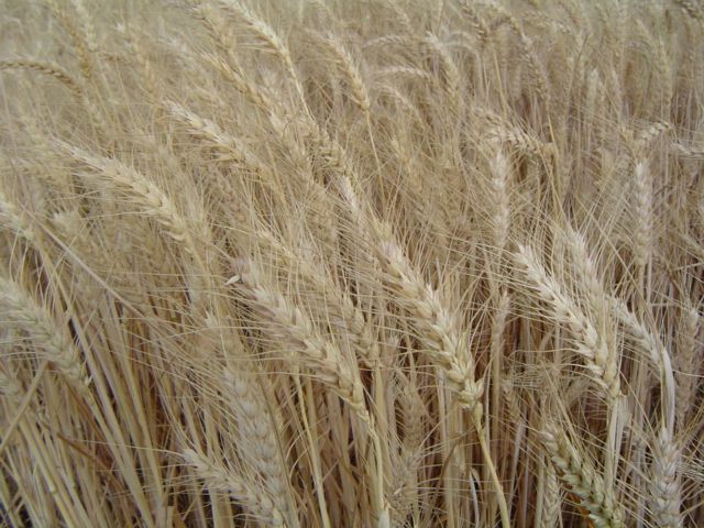 File:FNH200 Lesson02 Wheat.jpg