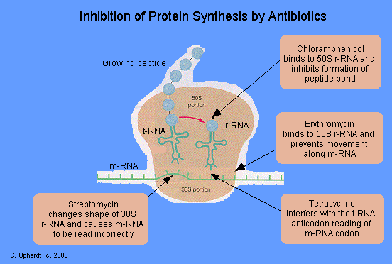 File:Inhibition of Protein synthesis.gif