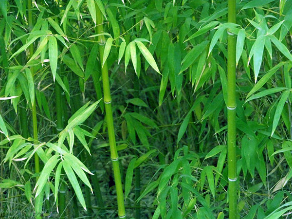 File:Moso Bamboo in Sichuan province.jpg